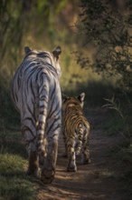 Bengal Tiger (Panthera tigris) white morph mother with cub, captive, Philippolis, South Africa