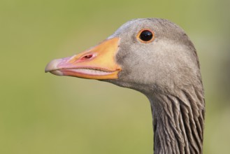 Greylag Goose (Anser anser), Brandenburg, Germany