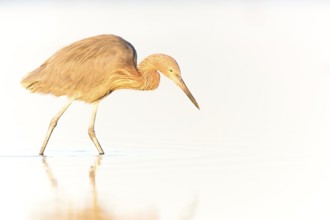 Reddish Egret (Egretta rufescens) foraging, Florida, USA