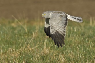 Hen Harrier (Circus cyaneus) male flying, Rhineland-Palatinate, Germany