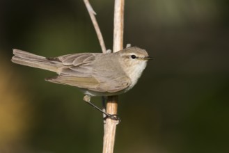 Siberian Chiffchaff - Taigazilpzalp - Phylloscopus tristis, Russia (Ural)