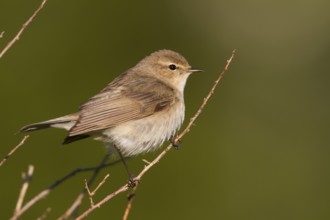 Siberian Chiffchaff - Taigazilpzalp - Phylloscopus tristis, Kazakhstan