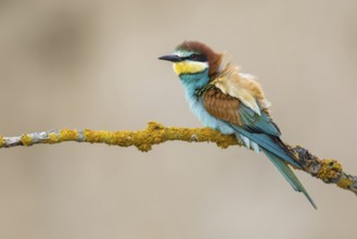 European Bee-eater (Merops apiaster) perched on a branch, Poland