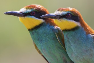 European Bee-eater (Merops apiaster) pair, Saxony-Anhalt, Germany