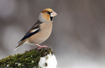 Hawfinch (Coccothraustes coccothraustes), Bulgaria