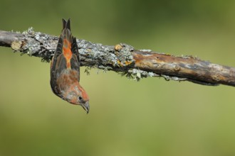 Red Crossbill (Loxia curvirostra) male perched on a branch, Andalusia, Spain