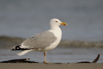 European Herring Gull (Larus argentatus), Schleswig-Holstein, Germany