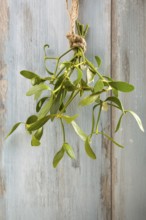 Branch of Mistletoe tied on grunge background. Nature background. Christmas plant