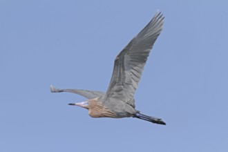 Reddish Egret (Egretta rufescens)
