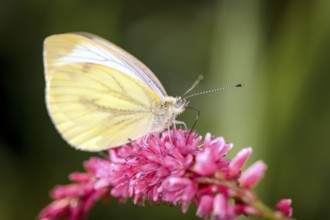 Rape white butterfly - Pieris napi - also called green vein white butterfly or hedge white