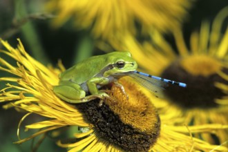 European tree frog - with captured damselfly (Hyla arborea)