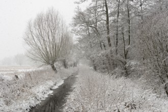 Along the Strempe... Strümper Bruch (Meerbusch), surprising onset of winter with heavy snowfall in