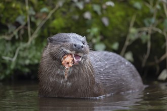 Eurasian otter (Lutra lutra) adult animal eating a fish in a river, England, United Kingdom
