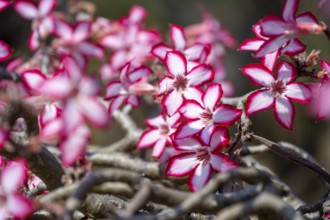 Multiflorous desert rose (Adenium multiflorum) also known as Sabi star, many pinkish white flowers,