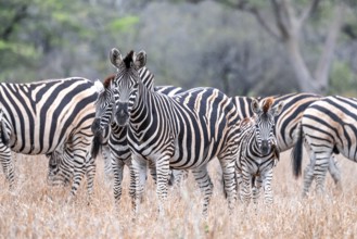 Steppe zebra (Equus quagga), mother and young, herd in dry tall grass, Kruger National Park, South