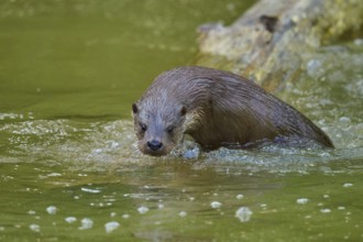 European otter (Lutra lutra), moving through the water near a tree trunk, Germany