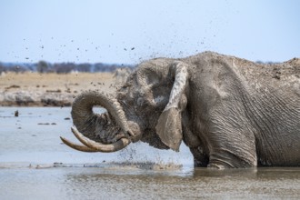 African elephant (Loxodonta africana), adult, standing in water, splashing itself with water at a