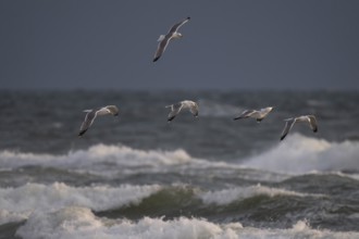 Herring gulls (Larus argentatus) in flight over the surf looking for starfish, Hvide Sande, North