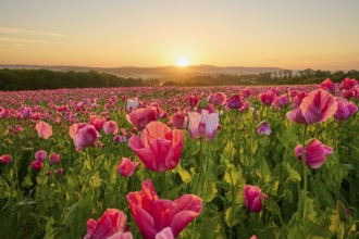 Opium poppy (Papaver somniferum), at impressive sunrise, summer, Germerode, Geo nature park Park