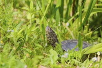 A European pond turtle (Emys orbicularis), makes its way through the green meadow next to the pond