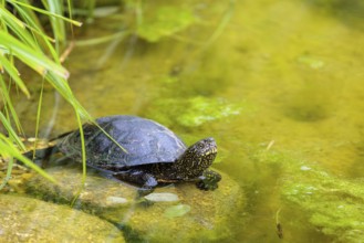 A European pond turtle (Emys orbicularis) rests in shallow water on a stone lying in the pond,