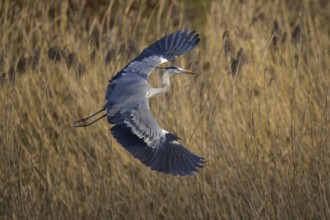 Grey heron (Ardea cinerea), adult heron in flight in front of reeds, evening light, Neckar valley,