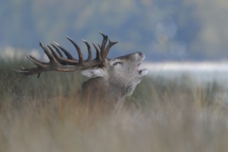 Red Deer (Cervus elaphus), powerful stag, barking in high grass, visible breath cloud, on a cold