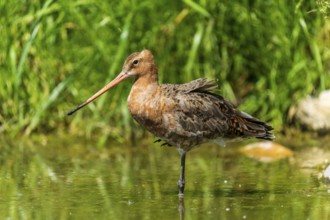 Standing snipe bird in a body of water surrounded by green vegetation, black-tailed godwit (Limosa