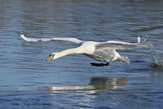 Mute swan (Cygnus olor), on take-off, Flachsee nature reserve, Freiamt, Canton Aargau, Switzerland