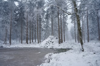 Snow-covered forest reserve Ballmoos, high moor in the mist, Lieliwald, Lindenberg, Horben, Canton