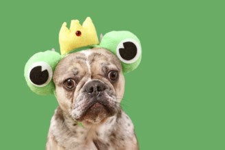 Funny French Bulldog dog wearing frog costume headband with crown and big eyes on green background