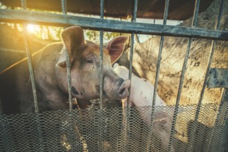 Closeup of beautiful caged pig in a home-made pig farm