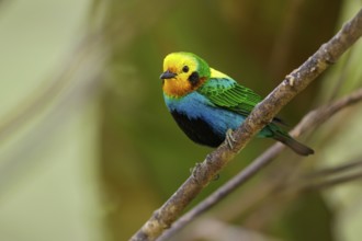 Multicolored Tanager (Chlorochrysa nitidissima) perched on a branch in the Andes mountains of