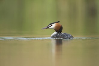 Great Crested Grebe (Podiceps cristatus), North Rhine-Westphalia, Germany