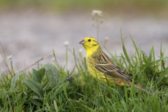 Yellowhammer - Goldammer - Emberiza citrinella ssp. citrinella, Poland