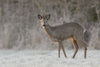 Western Roe Deer (Capreolus capreolus) buck with velvet antler in frosty grassland, North