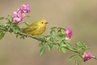 American Yellow Warbler (Setophaga aestiva) male perched on a flowering branch, Texas, USA