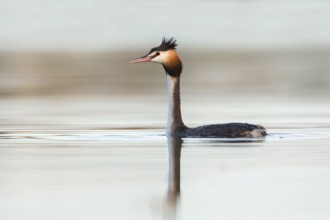 Australasian Crested Grebe (Podiceps cristatus australis), Victoria, Australia