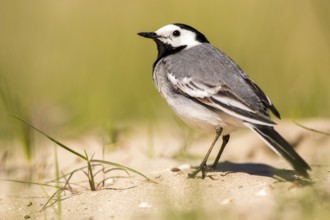 White Wagtail (Motacilla alba), Romania