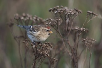 Common Redpoll - Taiga-BIrkenzeisig - Carduelis flammea flammea, Germany