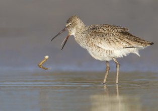 Willet (Tringa semipalmata), Florida, USA