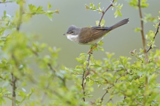 Common Whitethroat (Sylvia communis), Rhineland-Palatinate, Germany