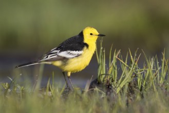 Citrine Wagtail - Zitronenstelze - Motacilla citreola ssp. calcarata, Kyrgyzstan, adult male