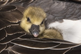 Greylag Goose (Anser anser) chick, Lower Saxony, Germany