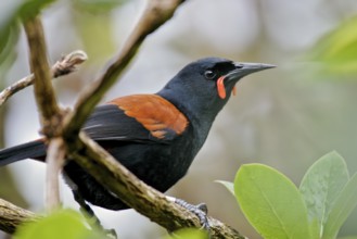 South Island Saddleback (Philesturnus carunculatus), Stewart Island, New Zealand