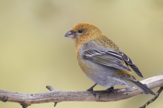 Pine Grosbeak - Hakengimpel - Pinicola enucleator, Finland