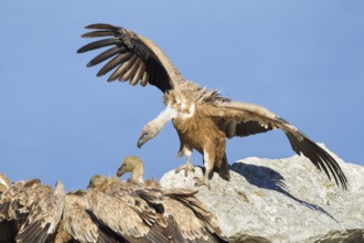 Griffon Vulture (Gyps fulvus), Mallorca, Spain