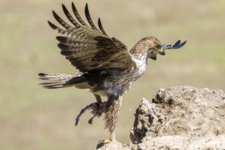 Bonelli's Eagle (Aquila fasciata) male with prey, Andalusia, Spain