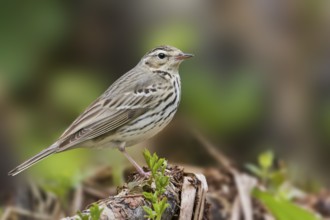 Olive-backed Pipit - Waldpieper - Anthus hodgsoni ssp. yunnanensis, Russia