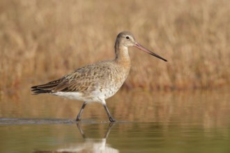 Black-tailed Godwit (Limosa limosa), Western Australia, Australia